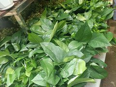 -合肥市裕丰花鸟虫鱼市场