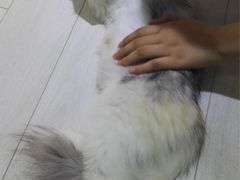 -喵的天空名猫咖啡馆·撸猫·猫舍·用品