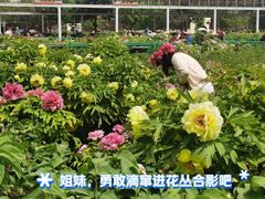 -曹州牡丹园
