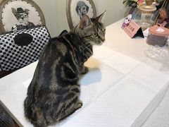 -宠爱国际动物医院· 猫科· 外科·中兽医(长白店)