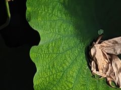 -西南交通大学(九里校区)