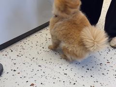 -瑞派康怡24h宠物医院·犬猫医疗中心·微创绝育(瑞景分院)