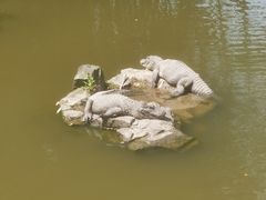 -上海野生动物园
