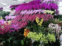 -秦美花卉(天朗·莱茵小城2期店)