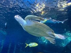 -太平洋海底世界