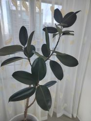 -HEYAN荷妍专业脱毛连锁机构