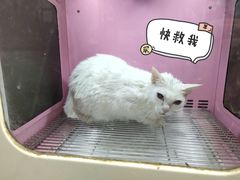 -芭比堂动物医院·心脏专科·夜诊·吉雅分院