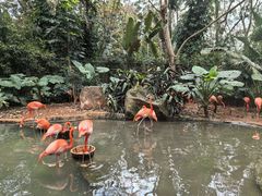 -海南热带野生动植物园