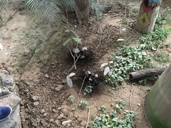 -呀路古热带植物园