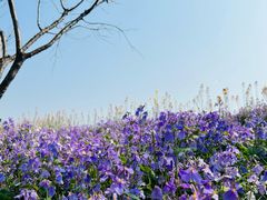 -杭州湾海上花田景区