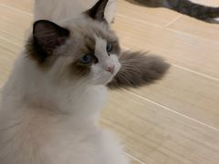 -momokira米努特·德文卷毛猫·棉花面纱犬