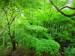 -共青国家森林公园-南大门停车场