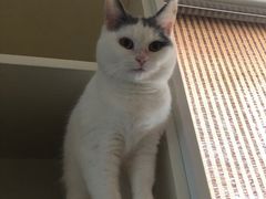 -李小姐の猫咖啡馆(五角场店)