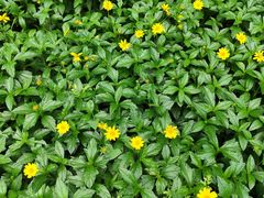 -黄埔荔枝公园