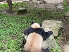 -都江堰中华大熊猫苑
