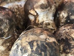 -菌之家·专业纯野生菌火锅·特色炒菌