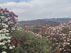 -贵州百里杜鹃风景名胜区