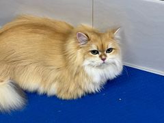 -芭比堂宠物医院·全科爱猫医院·仁德分院