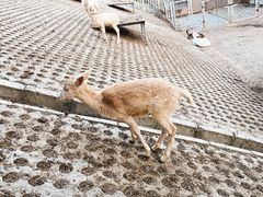 -北京鹿世界主题园