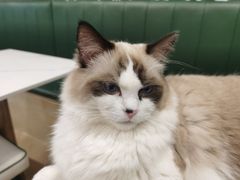-安格丽娜·狗咖·猫咖羊驼咖(春熙路百盛商场店)