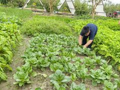 -樂桃源奉贤黄桃种植采摘基地