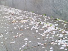 -嘉定紫藤园