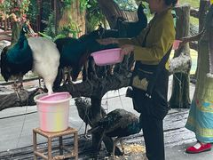 -西双版纳原始森林公园