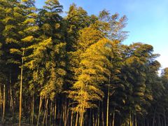 -镇江市南山风景名胜区竹林景区