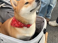 -比斯特上海购物村精品奥特莱斯