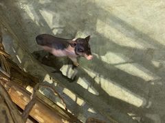 -朝鲜族打糕(时尚天河店)