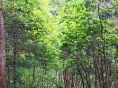 -午潮山国家森林公园