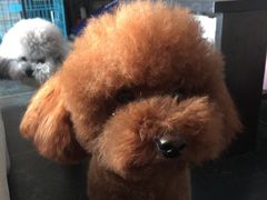 -惠康宠物医院(华能路店)