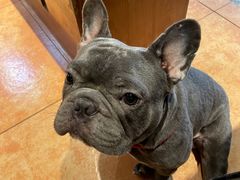 -more than meow吴止猫主题餐厅(承德 中船汇店)