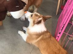 -汪说·狗咖(旺城大厦店)