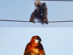 -杭州野生动物世界