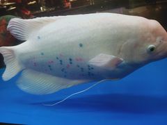 -C31地窖餐厅(黑龙江北路店)