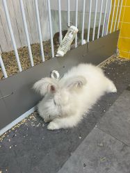-神奇动物撸宠馆·羊驼·小浣熊·异宠(豫园店)