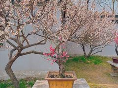 -无锡梅园公园