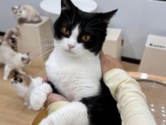 -有喵·猫咖·狗咖·30几只猫10只小狗(岗厦店)