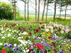 景点-北极村旅游风景区