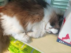 -小叮当动物医院·骨科·眼科