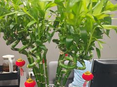 -田凤波推拿.按摩养生(幸福店)