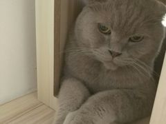 -猫友咖啡店(玉林西路店)