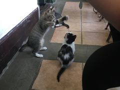-猫色咖啡·猫咖