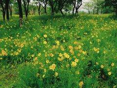 -盘龙城国家考古遗址公园