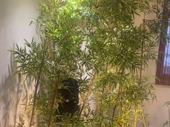 -西郊竹园甲鱼面(老一中店)