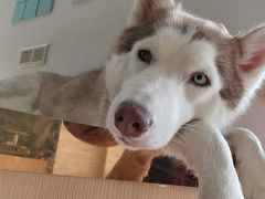 -Husky Go! 哈士奇体验馆·宠物咖啡厅狗咖