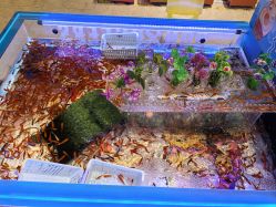 -卡通尼·Safari非洲探索乐园·生日会(金桥国际商业广场店)