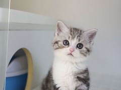 -lincat·猫舍(广州店)