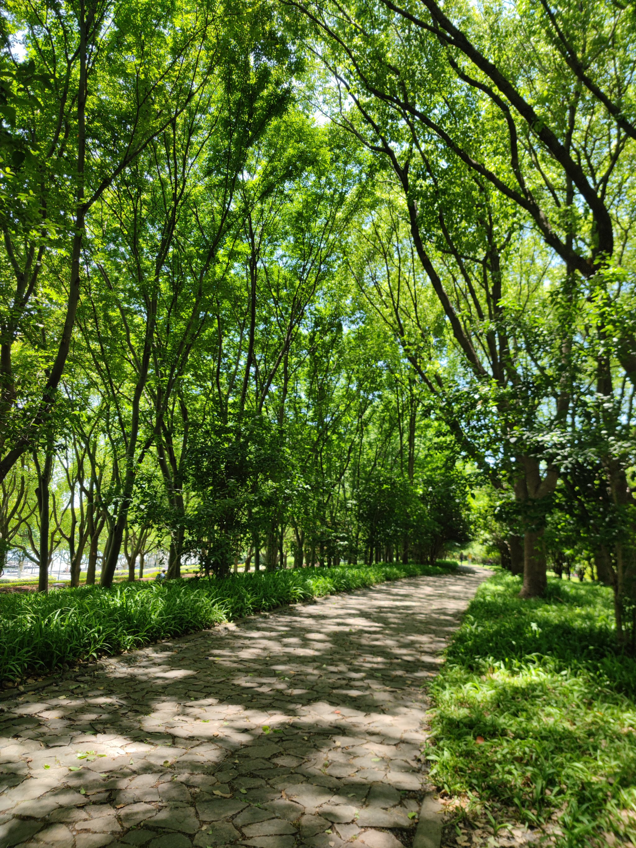 最美树林风景图片图片